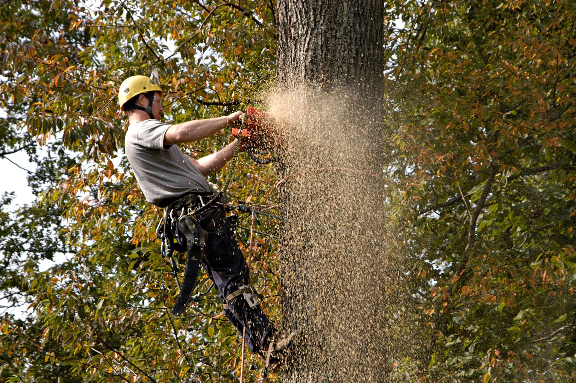 3 Risks of Delaying Tree Removals on Your Property