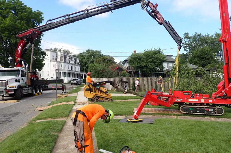 Ballard Enterprises team and ISA Certified Arborist providing tree care in Bowie MD