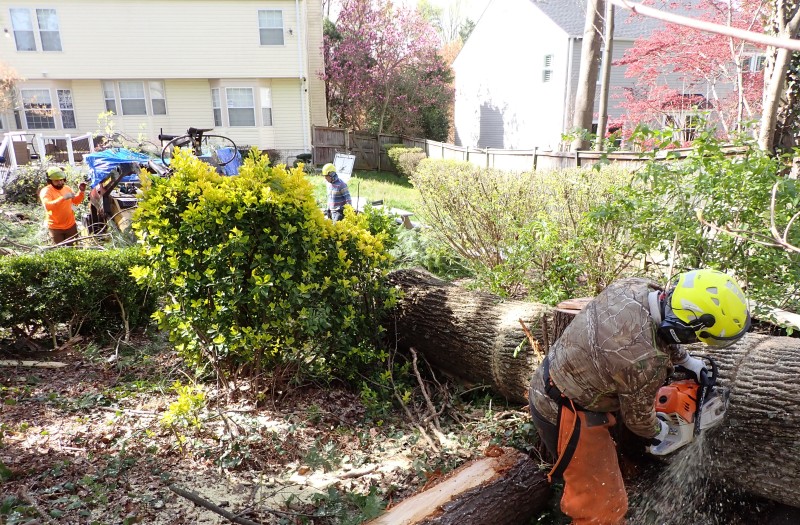 Image showcasing emergency tree cleanup services in Bowie, MD after storms.