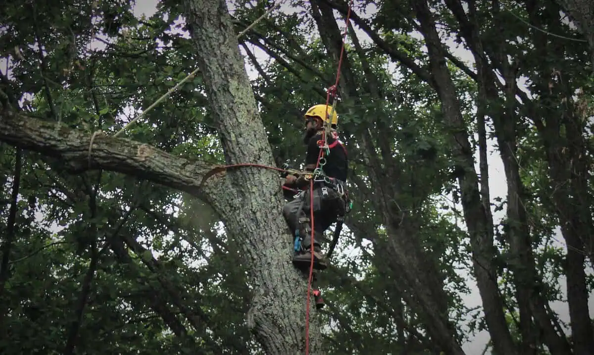 ISA Certified Arborist installing professional tree cabling and bracing near me by Ballard Enterprises in Bowie, MD to support a structurally compromised tree.