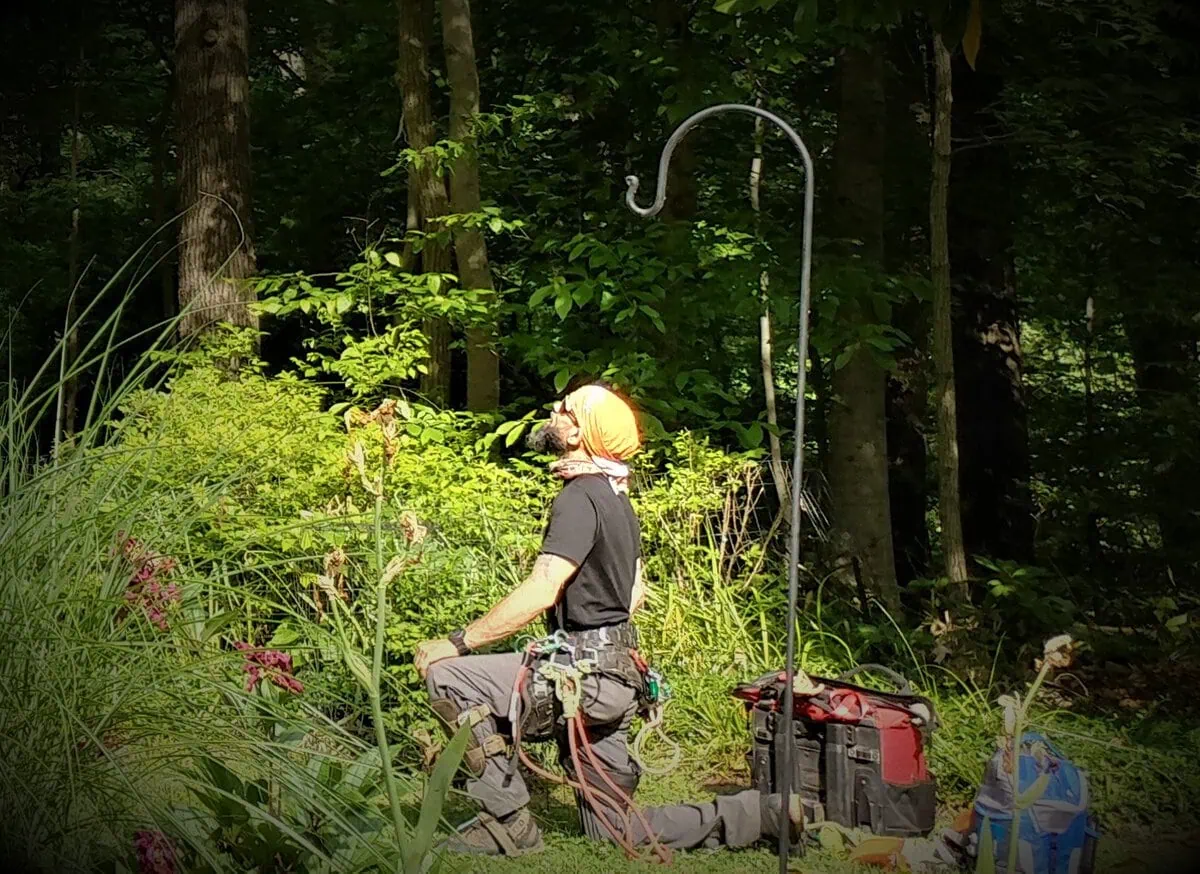 ISA Certified Arborist performing a professional plant health assessment near me by Ballard Enterprises in Bowie, MD, examining a declining tree for signs of disease, pest infestation, and nutritional deficiency.