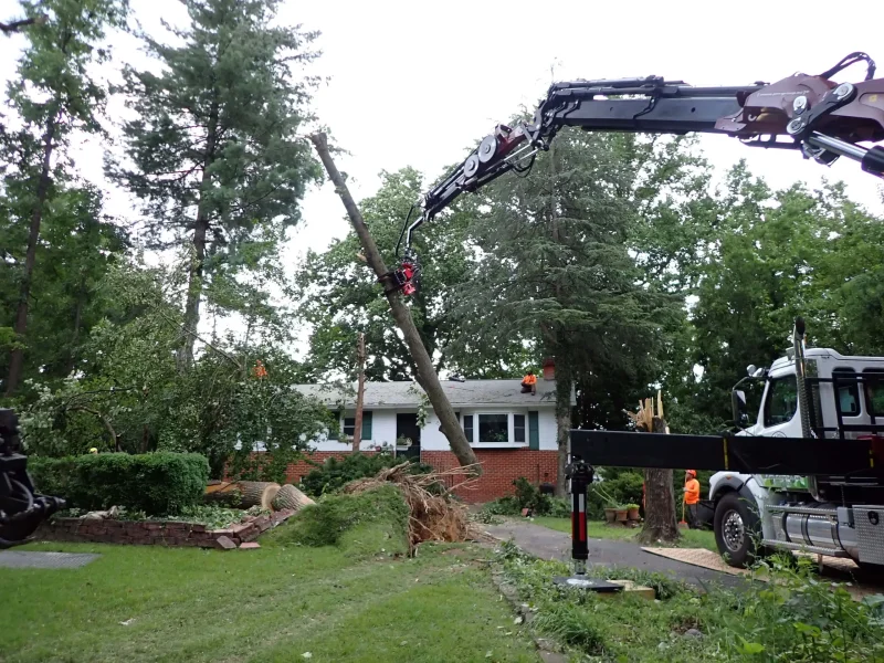 High-risk tree removal service by Ballard Enterprises in Bowie, MD.