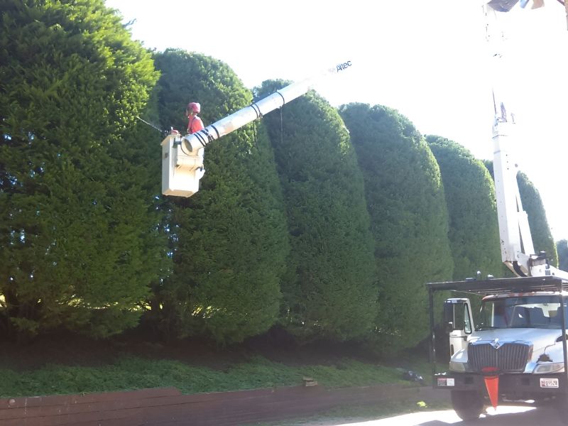 Arborist trimming trees with care in Bowie, MD, ensuring plant health.