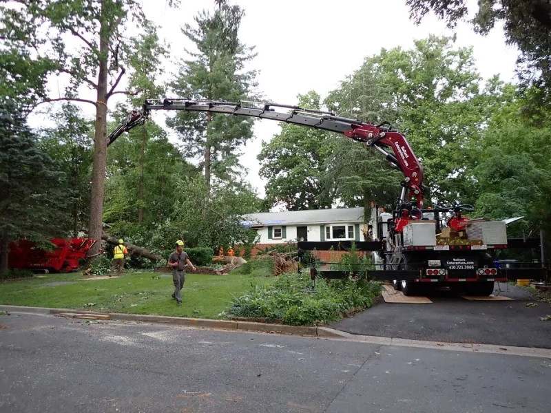 High-risk tree removal using a crane for safe and controlled extraction