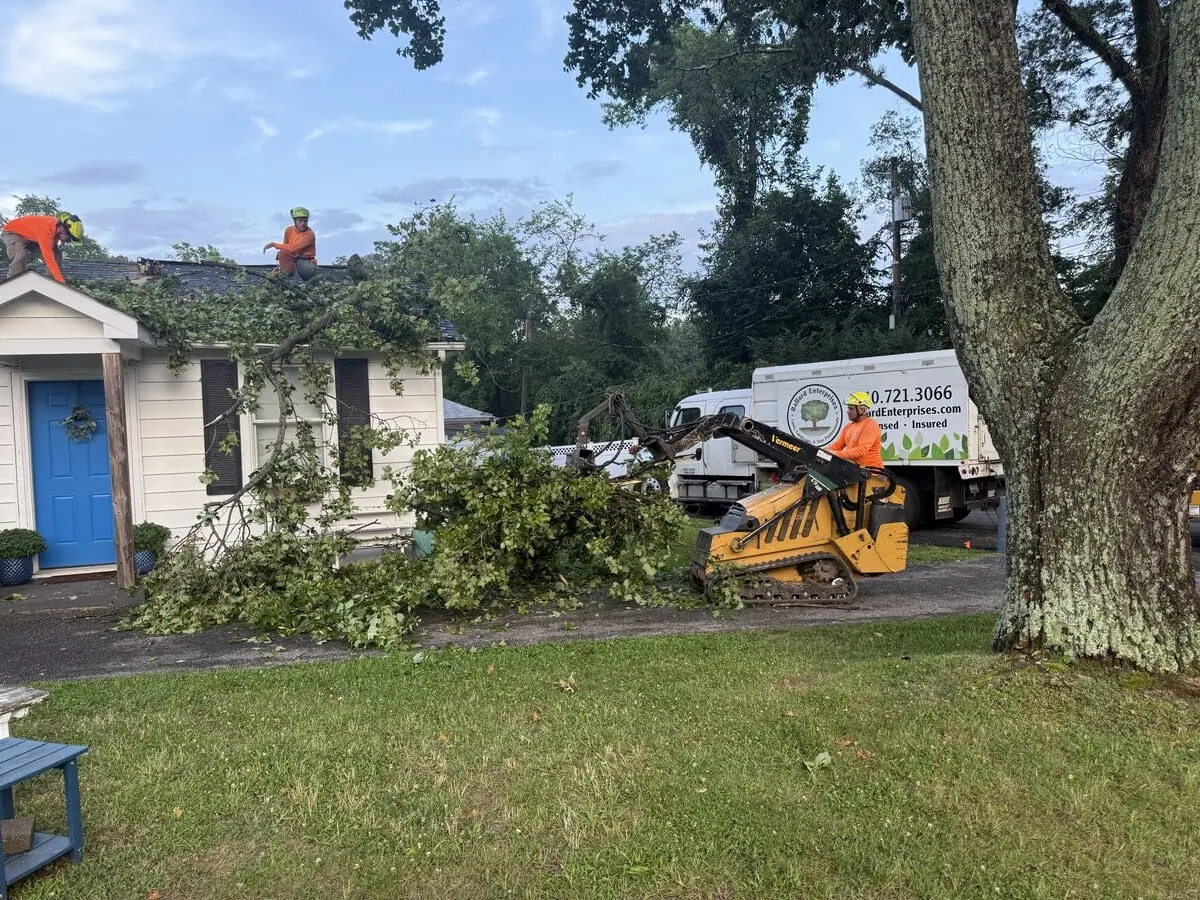 Professional arborist providing tree care services in Bowie, MD and surrounding areas.