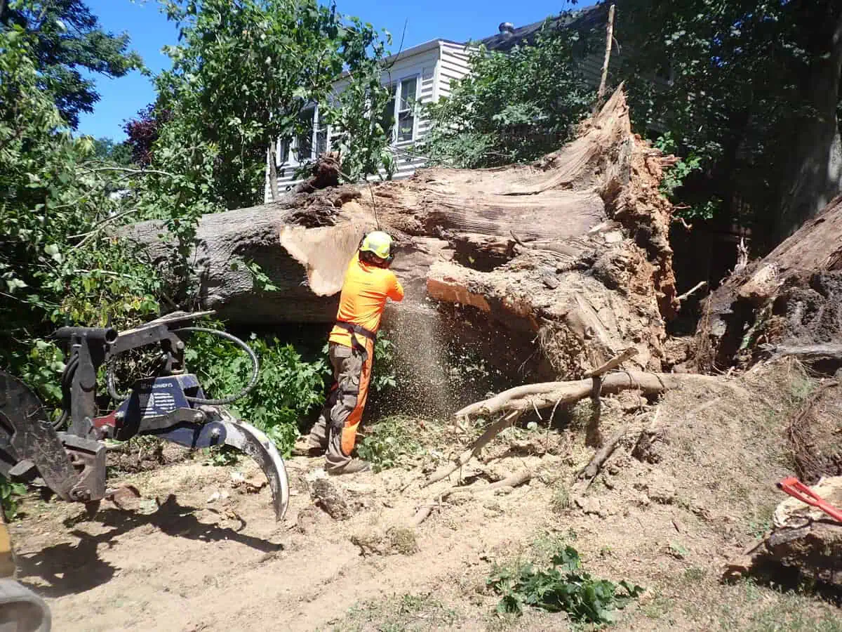 Expert tree stump removal in Maryland, ensuring a safe and clean yard environment.