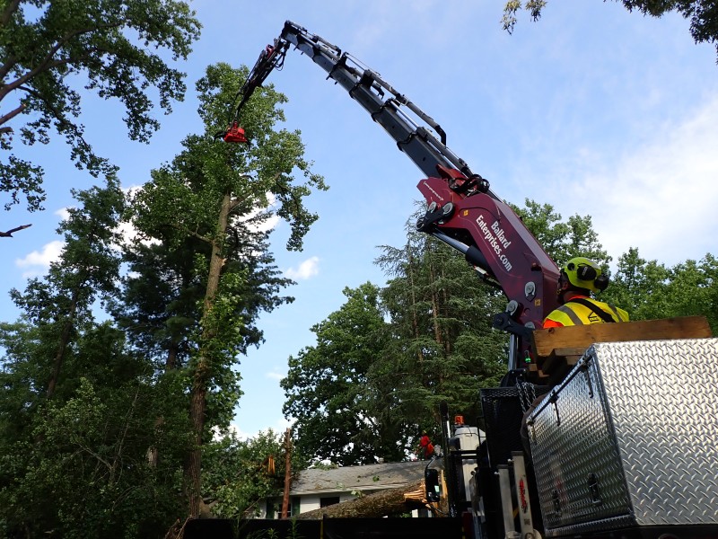 Expert tree removal services in action, ensuring safety and efficiency.