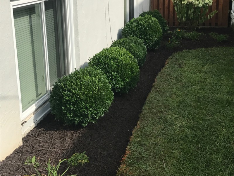 Expansive lawn area with well-maintained grass and decorative plants in a residential setting.