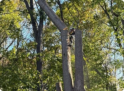 Tree service professional removing a tree with advanced equipment in a residential area in Glen Burnie, MD.