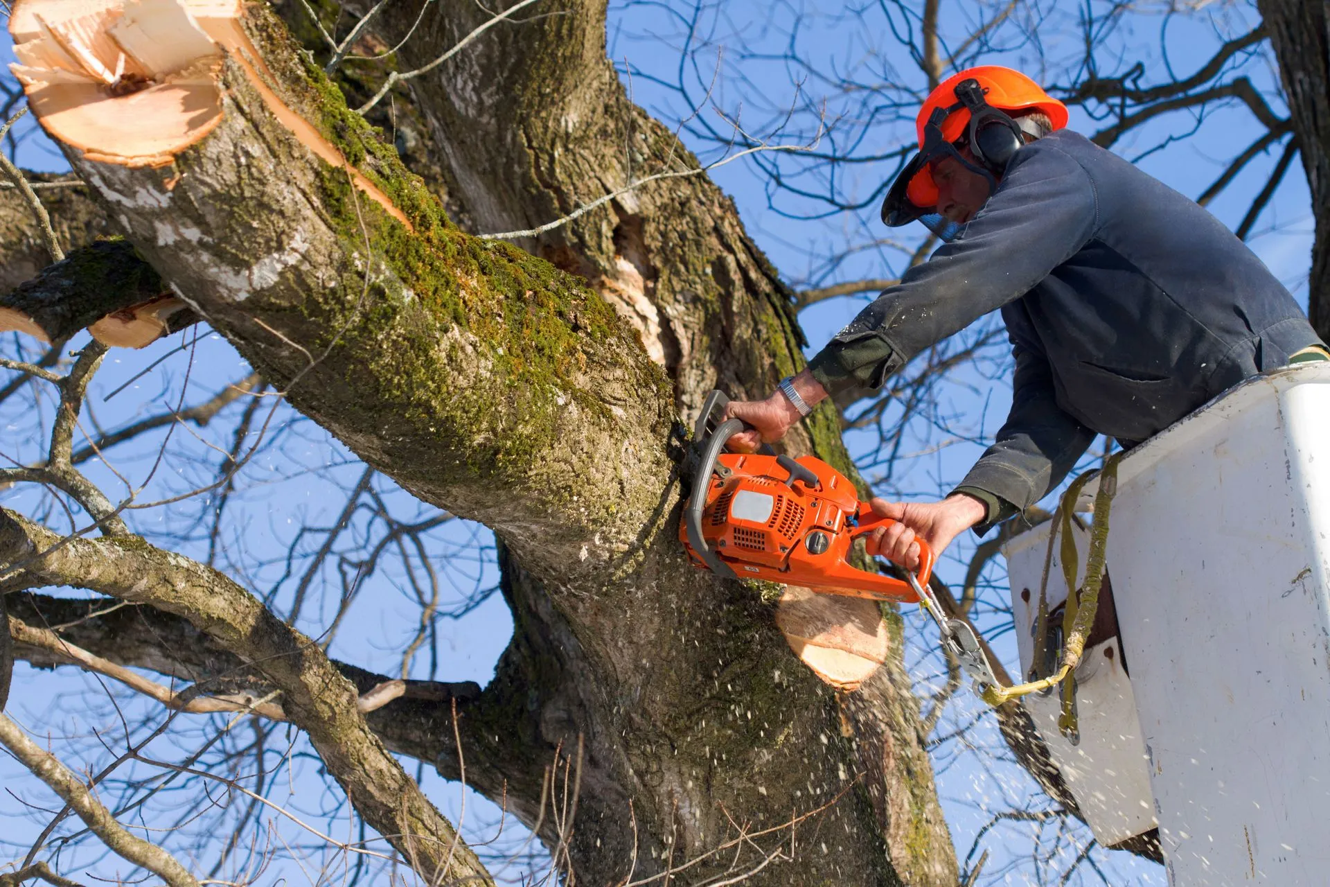 A professional crew from Ballard Enterprises safely removing a large tree using a zero-impact grapple saw crane on a waterfront property in Pasadena, MD.