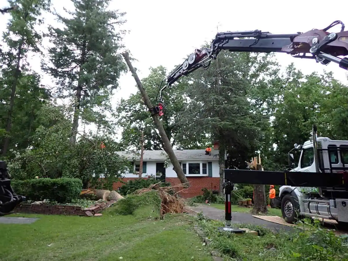Tree Removal in Annapolis, MD | Ballard Enterprises