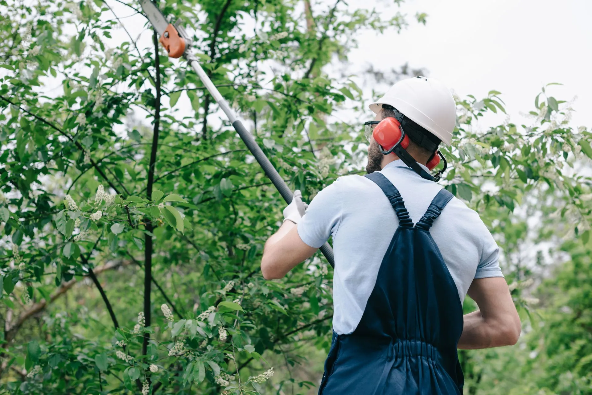 Tree Service in Annapolis, MD | Ballard Enterprises