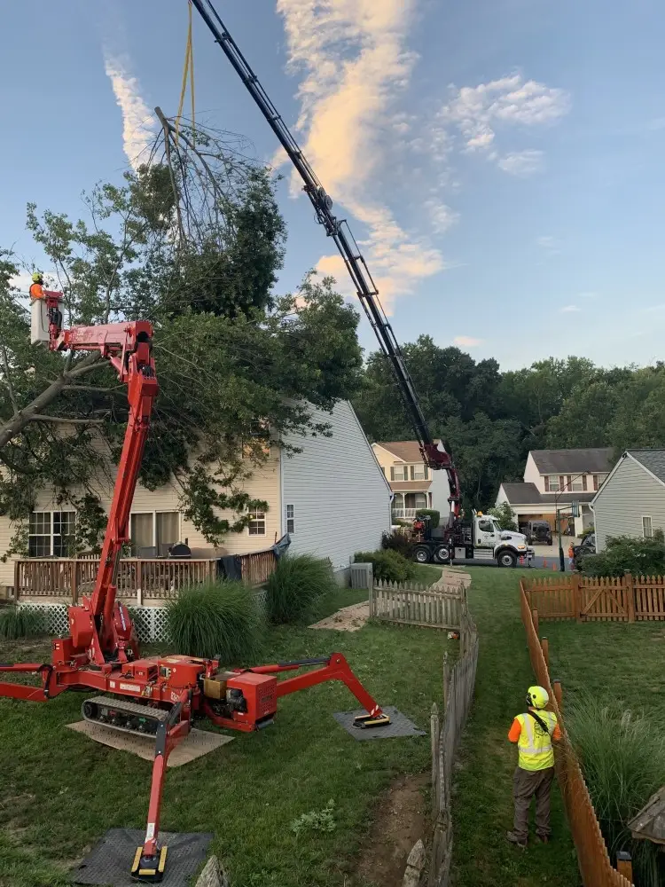 Tree services provided by Ballard Enterprises in Bowie, MD, showcasing expert tree care.