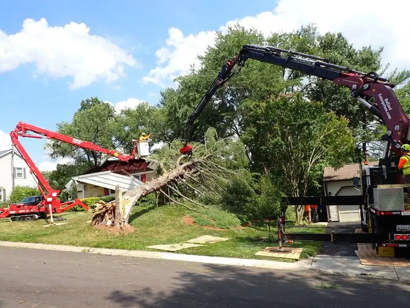 Professional arborist performing tree removal in Bowie, MD with precision and care.