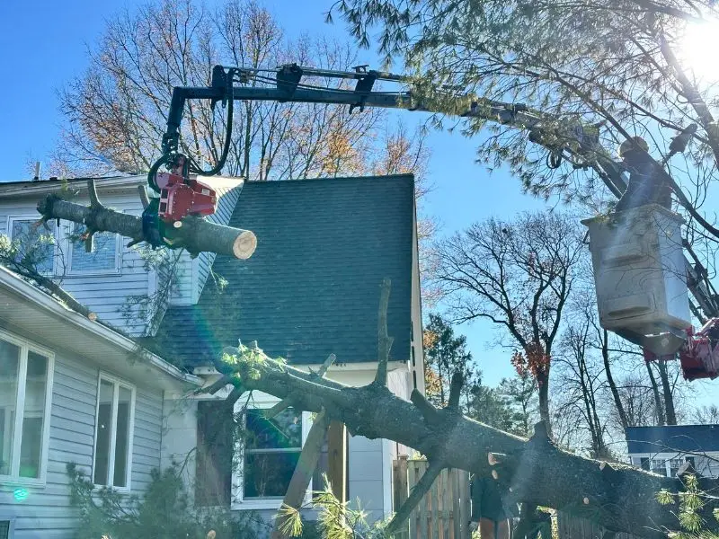 Emergency tree service provided by arborists in Bowie, MD during urgent situations.